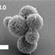 The leaner, meaner Syn3.0. Image: Hutchison et al., 2016/Science